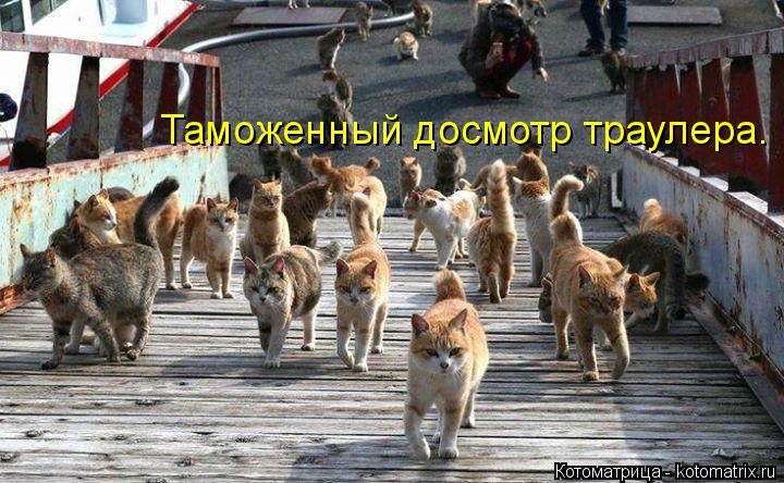 Котоматрица: Таможенный досмотр траулера.