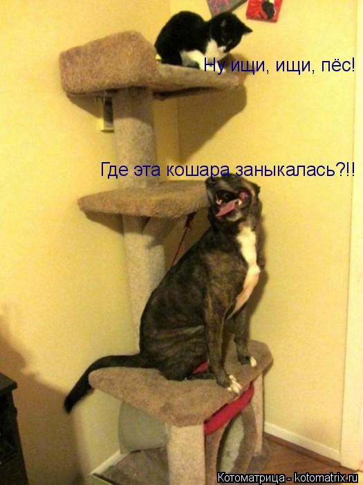 Котоматрица: Где эта кошара заныкалась?!! Ну ищи, ищи, пёс!