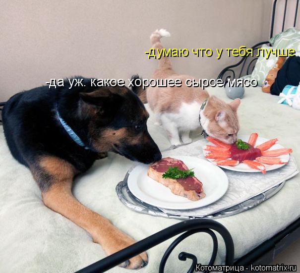 Котоматрица: -думаю что у тебя лучше -думаю что у тебя лучше -да уж. какое хорошее сырое мясо