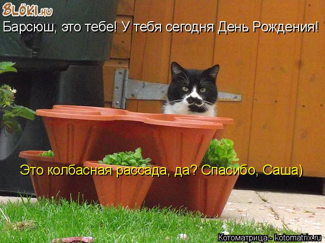 Котоматрица: Барсюш, это тебе! У тебя сегодня День Рождения! Это колбасная рассада, да? Спасибо, Саша)