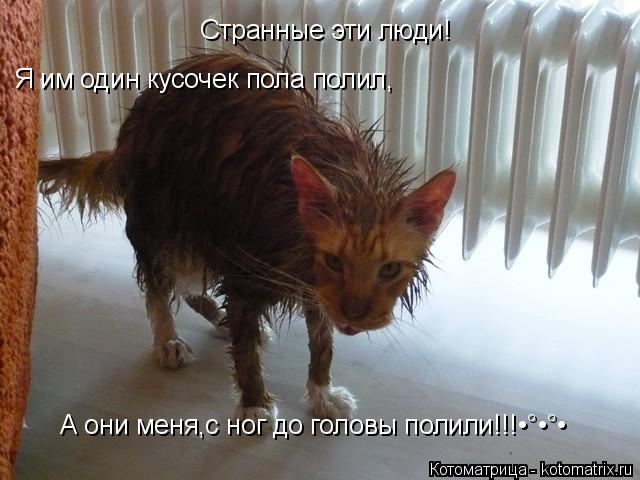 Котоматрица: Странные эти люди! Я им один кусочек пола полил, А они меня,с ног до головы полили!!!•°•°•