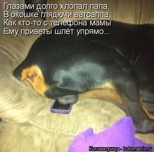 Глазами долго хлопал папа, В окошке глядючи ватсаппа, Как кто-то с телефона мамы Ему приветы шлёт уп... Котоматрица: Глазами долго хлопал папа, В окошке глядючи ватсаппа, Как кто-то с телефона мамы Ему приветы шлёт упрямо...