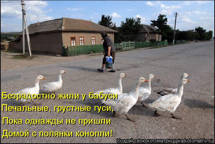 Котоматрица: Безрадостно жили у бабуси    Печальные, грустные гуси, Пока однажды не пришли Домой с полянки конопли!