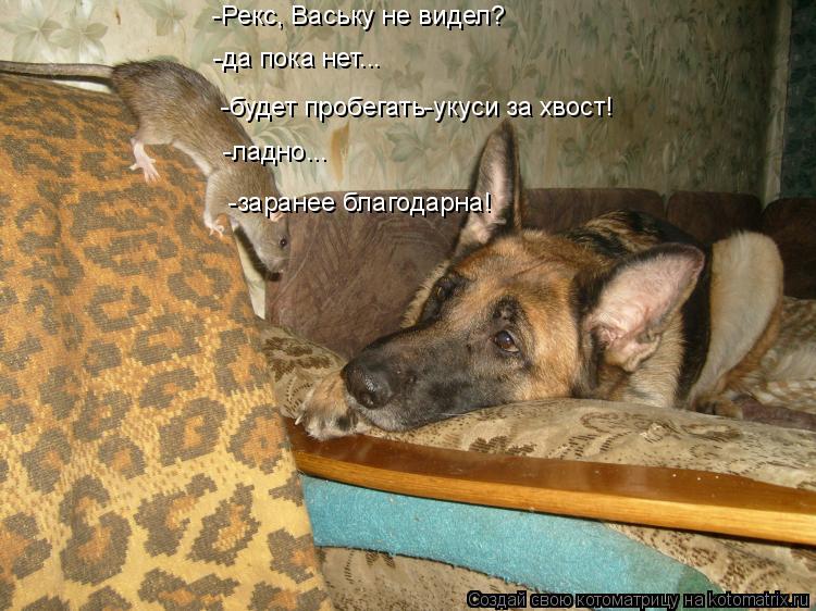 Котоматрица: -Рекс, Ваську не видел? -да пока нет... -будет пробегать-укуси за хвост! -ладно... -заранее благодарна!