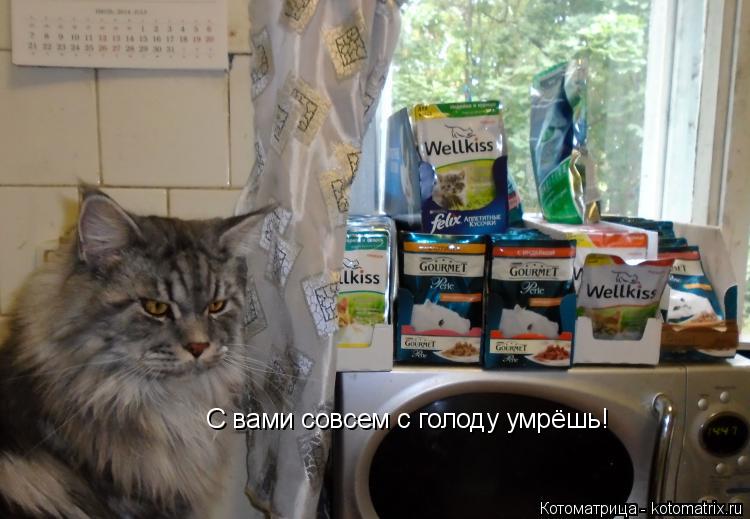 Котоматрица: С вами совсем с голоду умрёшь!