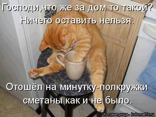 Котоматрица: Господи,что же за дом то такой? Ничего оставить нельзя. Отошёл на минутку-полкружки сметаны как и не было.