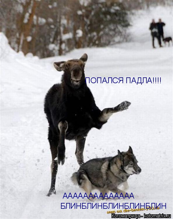 Котоматрица: БЛИНБЛИНБЛИНБЛИНБЛИН АААААААААААААА ПОПАЛСЯ ПАДЛА!!!!