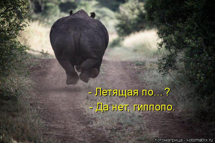 Котоматрица: - Летящая по…? - Да нет, гиппопо.
