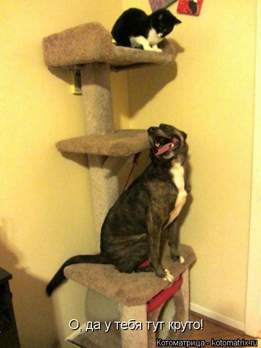 Котоматрица: О, да у тебя тут круто!