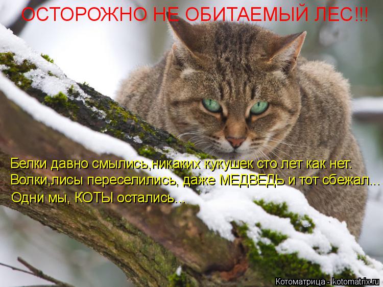 Волки,лисы переселились, даже МЕДВЕДЬ и тот сбежал... Одни мы, КОТЫ остались... Белки давно смылись,н... Котоматрица: Волки,лисы переселились, даже МЕДВЕДЬ и тот сбежал... Одни мы, КОТЫ остались... Белки давно смылись,никаких кукушек сто лет как нет. ОСТОРОЖНО