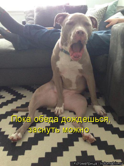Котоматрица: Пока обеда дождешься,  заснуть можно