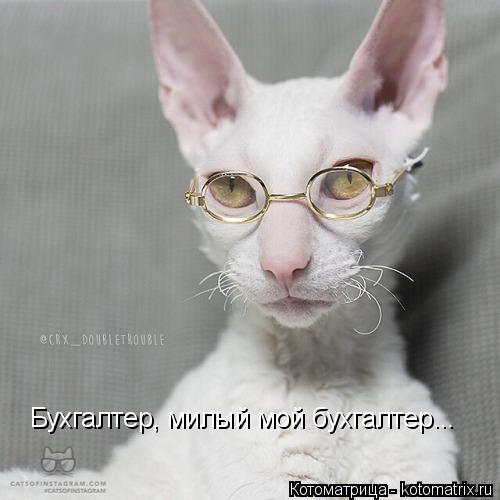 Котоматрица: Бухгалтер, милый мой бухгалтер...