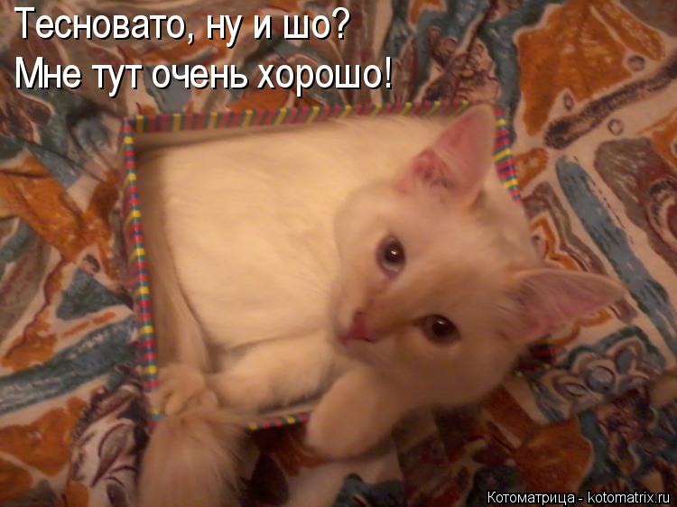 Котоматрица: Тесновато, ну и шо? Мне тут очень хорошо!