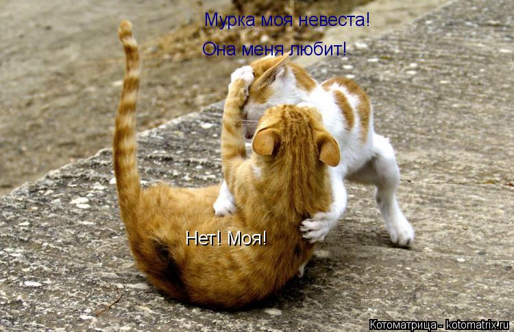 Котоматрица: Мурка моя невеста! Она меня любит! Нет! Моя!