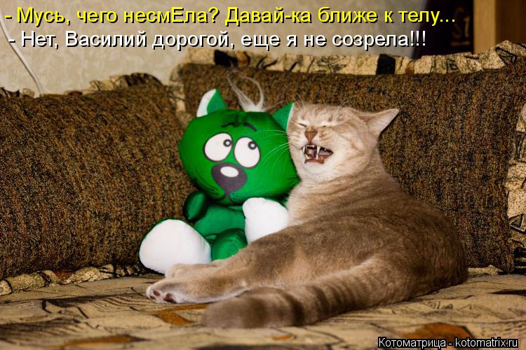 Котоматрица: - Мусь, чего несмЕла? Давай-ка ближе к телу... - Нет, Василий дорогой, еще я не созрела!!!