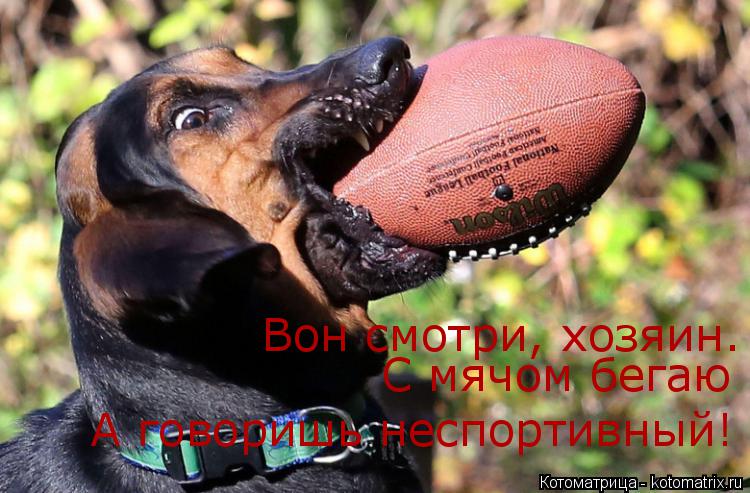 Котоматрица: Вон смотри, хозяин. С мячом бегаю А говоришь неспортивный!
