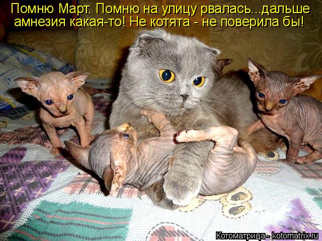 Котоматрица: Помню Март. Помню на улицу рвалась...дальше  амнезия какая-то! Не котята - не поверила бы!