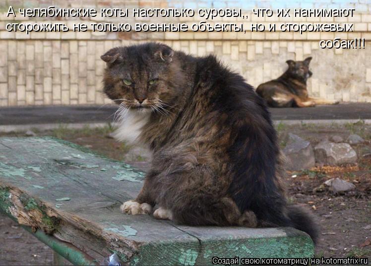 Котоматрица: А челябинские коты настолько суровы,, что их нанимают сторожить не только военные объекты, но и сторожевых собак!!!