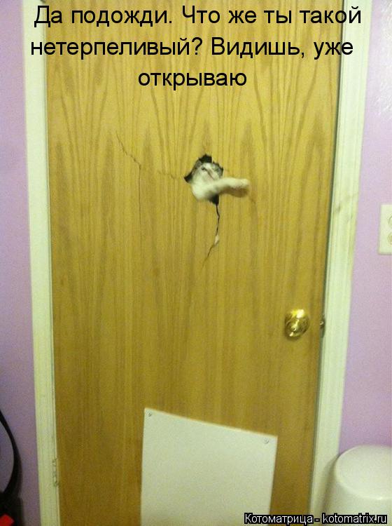 Котоматрица: Да подожди. Что же ты такой  нетерпеливый? Видишь, уже  открываю