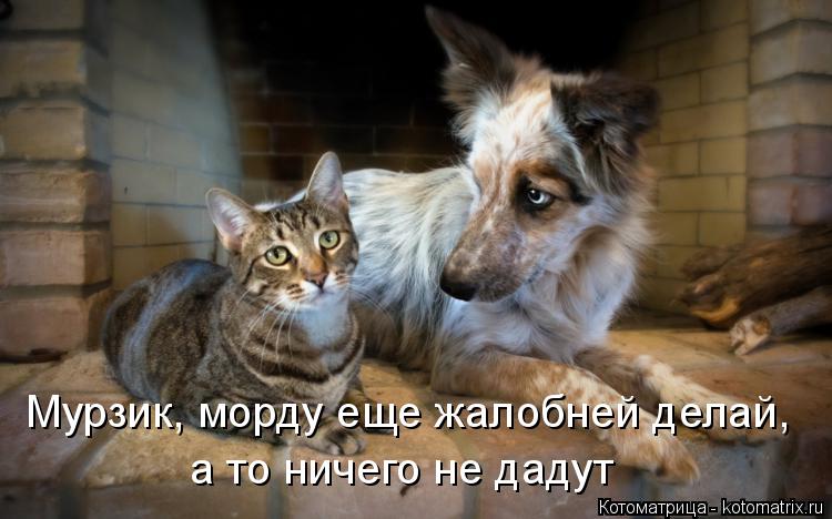 Котоматрица: Мурзик, морду еще жалобней делай, а то ничего не дадут