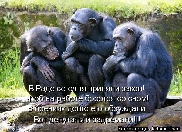 В Раде сегодня приняли закон! В прениях долго его обсуждали. Чтоб на работе боротся со сном! Вот депу... Котоматрица: В Раде сегодня приняли закон! В прениях долго его обсуждали. Чтоб на работе боротся со сном! Вот депутаты и задремали!!!