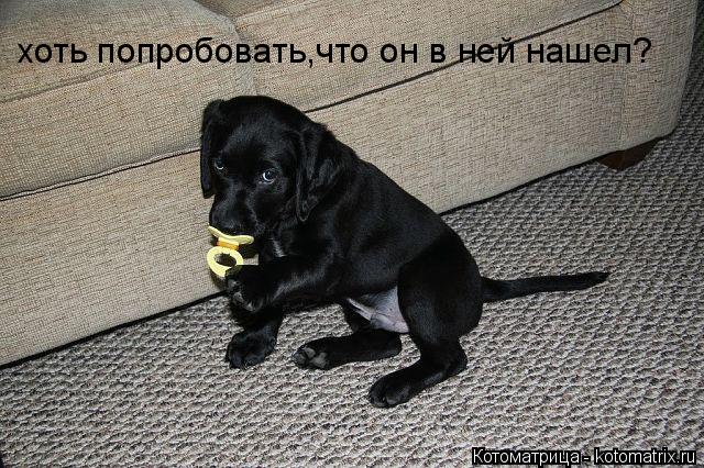 Котоматрица: хоть попробовать,что он в ней нашел?