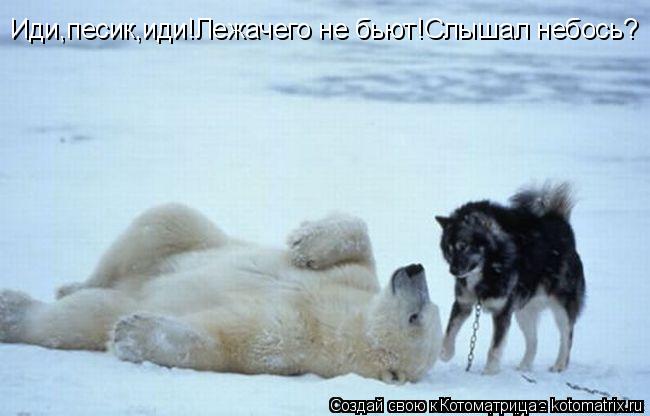 Котоматрица: Иди,песик,иди!Лежачего не бьют!Слышал небось?