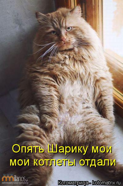 Котоматрица: Опять Шарику мои мои котлеты отдали