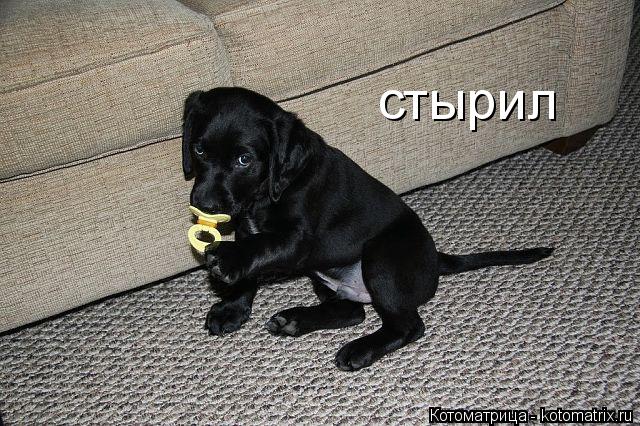 Котоматрица: стырил