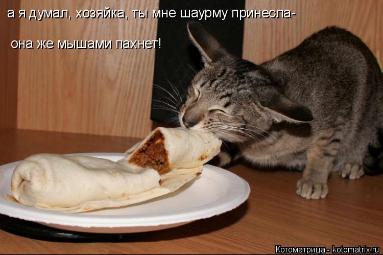 Котоматрица: а я думал, хозяйка, ты мне шаурму принесла- она же мышами пахнет!