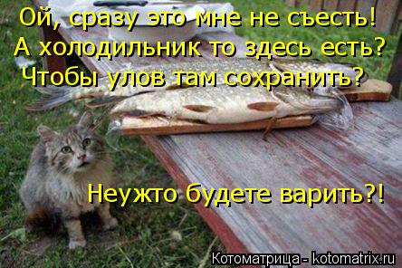 Котоматрица: Ой, сразу это мне не съесть! А холодильник то здесь есть? Чтобы улов там сохранить? Неужто будете варить?!