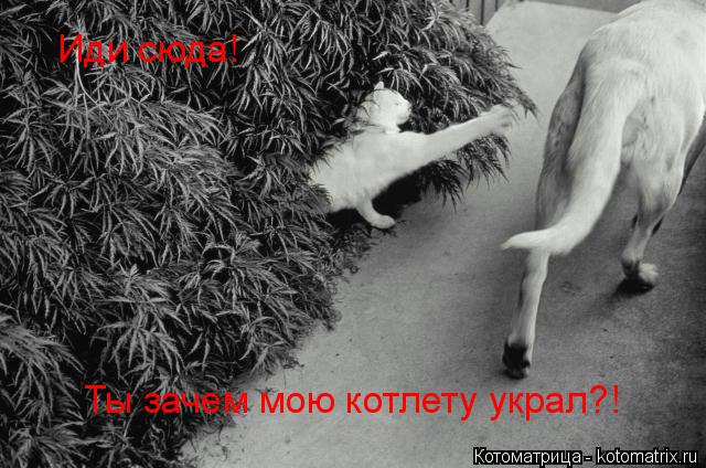 Котоматрица: Иди сюда!  Ты зачем мою котлету украл?!