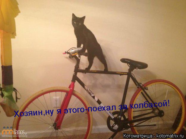 Котоматрица: Хозяин,ну я этого-поехал за колбасой!