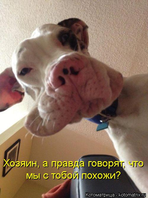 Котоматрица: Хозяин, а правда говорят, что мы с тобой похожи?