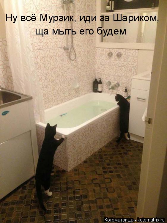 Котоматрица: Ну всё Мурзик, иди за Шариком, ща мыть его будем