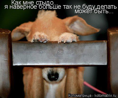 Котоматрица: Как мне стыдо... я наверное больше так не буду делать может быть...