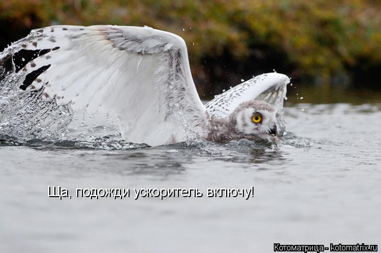 Котоматрица: Ща, подожди ускоритель включу!