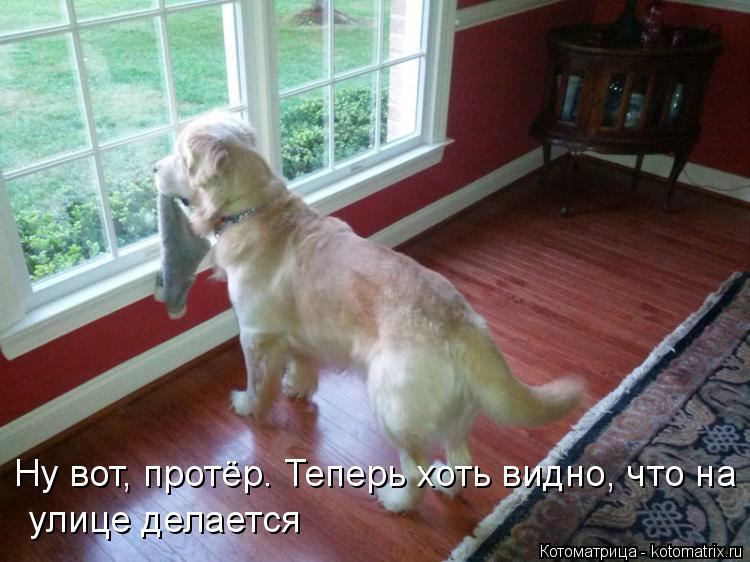 Котоматрица: Ну вот, протёр. Теперь хоть видно, что на  улице делается