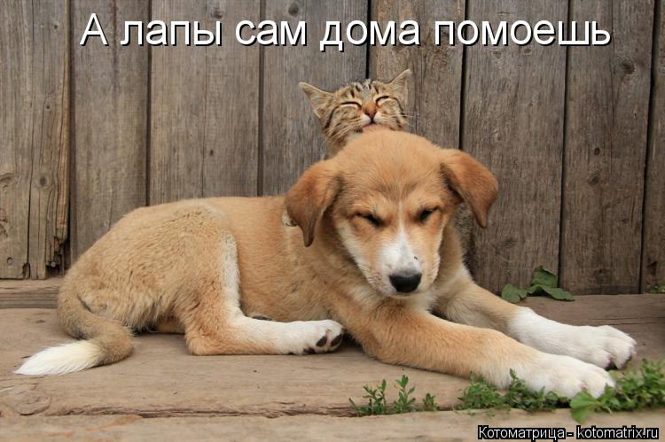 Котоматрица: А лапы сам дома помоешь