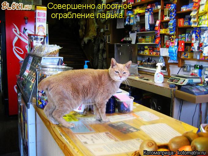Котоматрица: Совершенно злостное  ограбление ларька.