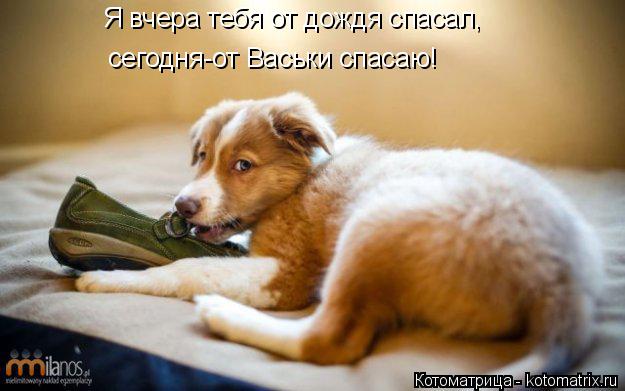 Я вчера тебя от дождя спасал, сегодня-от Васьки спасаю!... Котоматрица: Я вчера тебя от дождя спасал, сегодня-от Васьки спасаю!