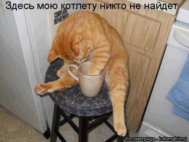 Котоматрица: Здесь мою котлету никто не найдет