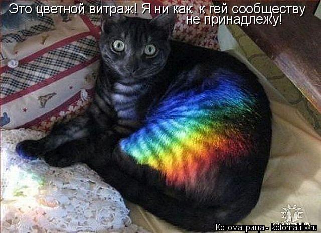 Котоматрица: Это цветной витраж! Я ни как  к гей сообществу не принадлежу!