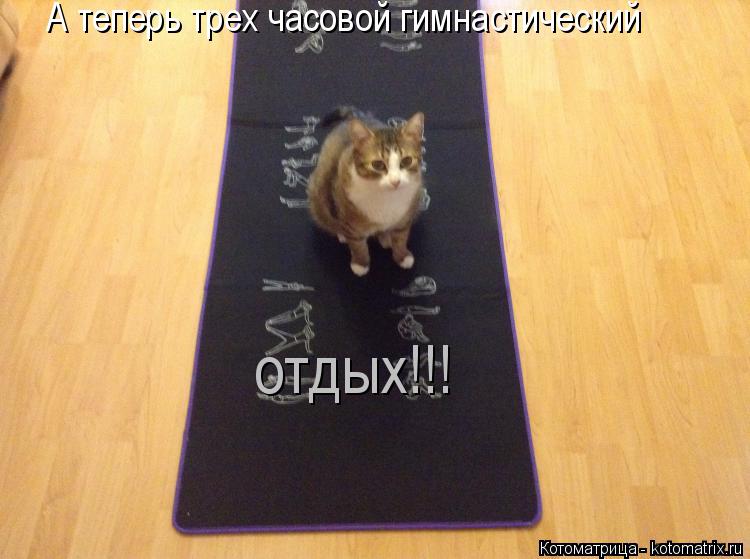 Котоматрица: А теперь трех часовой гимнастический отдых!!!