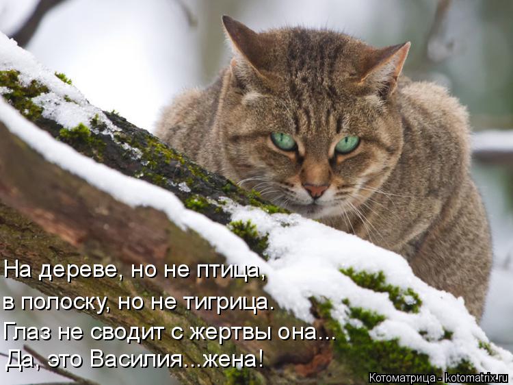 Котоматрица: На дереве, но не птица, в полоску, но не тигрица. Глаз не сводит с жертвы она... Да, это Василия...жена!