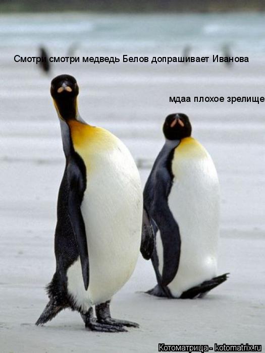 Котоматрица: Смотри смотри медведь Белов допрашивает Иванова мдаа плохое зрелище
