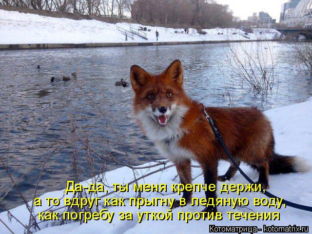 Котоматрица: Да-да, ты меня крепче держи, а то вдруг как прыгну в ледяную воду, как погребу за уткой против течения