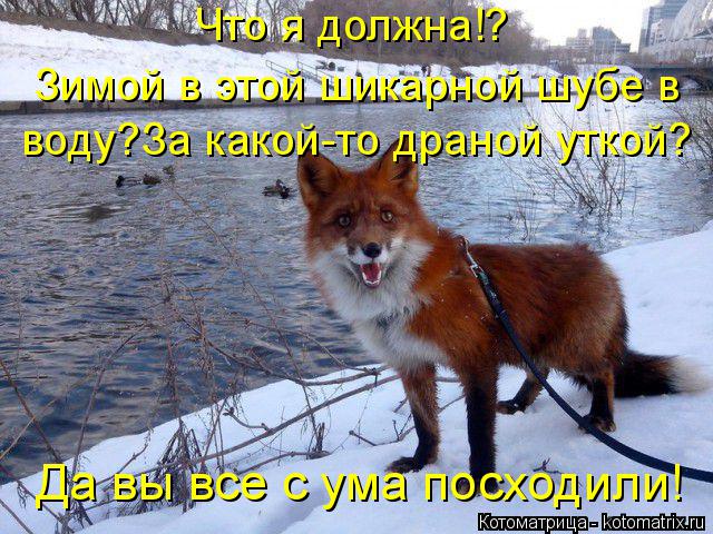 Котоматрица: Что я должна!? Зимой в этой шикарной шубе в  воду?За какой-то драной уткой? Да вы все с ума посходили!