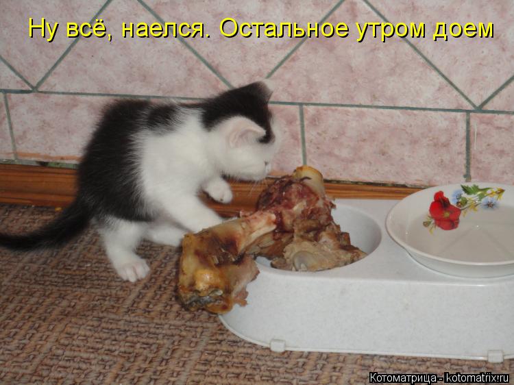 Котоматрица: Ну всё, наелся. Остальное утром доем