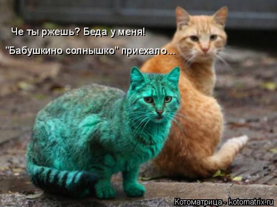 Котоматрица: Че ты ржешь? Беда у меня!  "Бабушкино солнышко" приехало...
